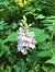 Dactylorhiza maculata (Orchis tacheté) © Olivier Boivineau
