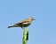 Prispolone (Anthus trivialis) © Giampaolo Toniolo