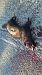 Puzzola (Mustela putorius) © Renato Cottalasso