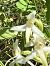 Platanthera bifolia © David Vilasís Boix