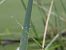 Coenagrion puella  - Agustín Rivas