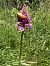 Anacamptis pyramidalis (Orchis pyramidal) © Olivier Chevillon