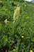 Dactylorhiza sambucina - Gerard Guillouard