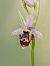 Ophrys santonica (Ophrys de Saintonge) © Delarbre Sébastien