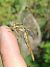 Orthetrum brunneum  - Battisti Andrea
