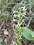 Platanthera muelleri  - Richard Fay