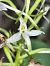 Platanthera muelleri  - Richard Fay