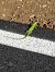 Eastern / Western Green Lizard (Lacerta viridis / bilineata) © Bruno Delbianco