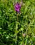 Dactylorhiza traunsteineri  - Laurent Bignon