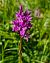 Dactylorhiza traunsteineri © Laurent Bignon