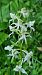 Platanthera chlorantha (Platanthère verdâtre) © Bruno Souny