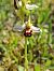 Ophrys apifera - Florian Nolin