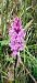 Dactylorhiza fuchsii  - Bruno Veillet