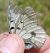 Parnassius mnemosyne © Battisti Andrea