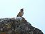Scricciolo (Troglodytes troglodytes) © Cosimo Gabbani