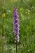 Dactylorhiza sambucina (Orchis sureau) © Gérald Millot