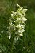 Platanthera bifolia  - Gérald Millot