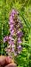Dactylorhiza praetermissa (Orchis négligé) © auteur non diffusé