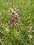 Anacamptis coriophora subsp. fragrans © Toni Aguilera