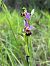 Ophrys apifera (Ophrys abeille) © Luis Nolan