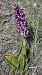 Himantoglossum robertianum  - Sergi Torné