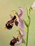 Ophrys indet. group. scolopax  - Delarbre Sébastien