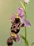 Ophrys indet. group. scolopax (Ophrys indéterminé du groupe bécasse) © Delarbre Sébastien