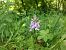 Dactylorhiza maculata subsp. fuchsii © Giulio Piras