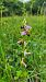 Ophrys apifera (Ophrys abeille) © Christian Lenhard