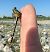 Onychogomphus forcipatus © Battisti Andrea