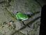 Raganella italiana (Hyla intermedia) © Alexandra Cfr Mareschi (FVG)