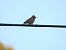Passera lagia (Petronia petronia) © Cosimo Gabbani