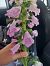Digitalis sp. © Giulio Polo (FVG)