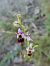 Ophrys sp. © Nicola Larroux