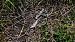 Orbettino (tutte le specie) (Anguis sp.) © Renato Cottalasso