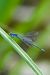 Coenagrion puella © Andrea Galimberti