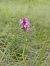 Anacamptis pyramidalis © Nicola Larroux
