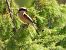 Averla piccola (Lanius collurio) © Cosimo Gabbani