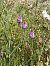Anacamptis pyramidalis © Antonio Mazzone
