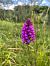 Anacamptis pyramidalis (Orchis pyramidal) © Luis Nolan