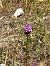 Anacamptis pyramidalis © Antonio Mazzone