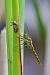 Sympetrum striolatum © Andrea Galimberti