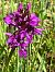 Dactylorhiza traunsteineri (Orchis de Traunsteiner) © Cécile Soudry You