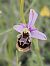 Ophrys fuciflora subsp. souchei  - Richard Fay