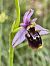 Ophrys fuciflora subsp. souchei  - Richard Fay