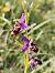 Ophrys fuciflora subsp. souchei  - Richard Fay