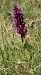Dactylorhiza alpestris (Orchis des Alpes) © Gerard Guillouard