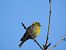 Gafarró (Serinus serinus) © Joan Pessarrodona