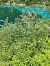 Buddleja davidii © Chiara Canesin (FVG)