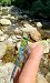 Anax imperator © Battisti Andrea